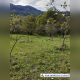 Screenshot_2020-11-05-images525x700-imagine-WEBP-525-×-700-pixeli1_1.png